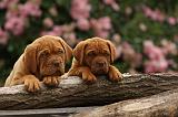 DOGUE DE BORDEAUX 334